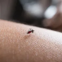 「デング熱の拡散」海外旅行中の蚊に注意しましょう