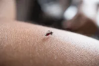 「デング熱の拡散」海外旅行中の蚊に注意しましょう