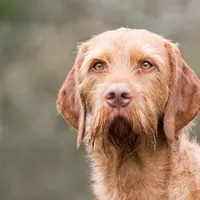 「犬に噛まれた!」狂犬病が疑われる症状や予防接種、治療、原因について