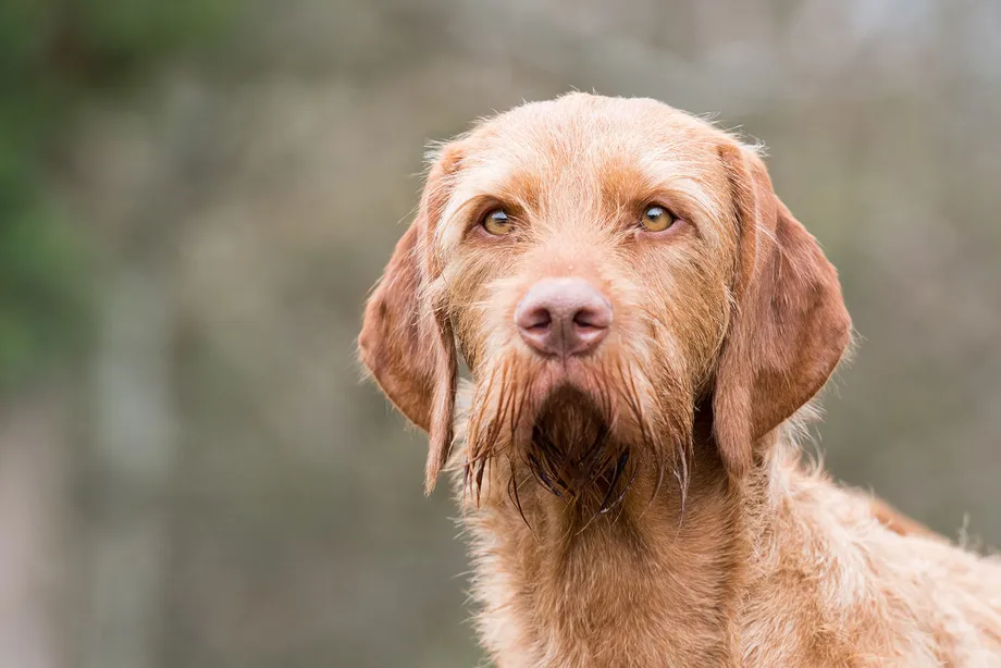 「犬に噛まれた!」狂犬病が疑われる症状や予防接種、治療、原因について