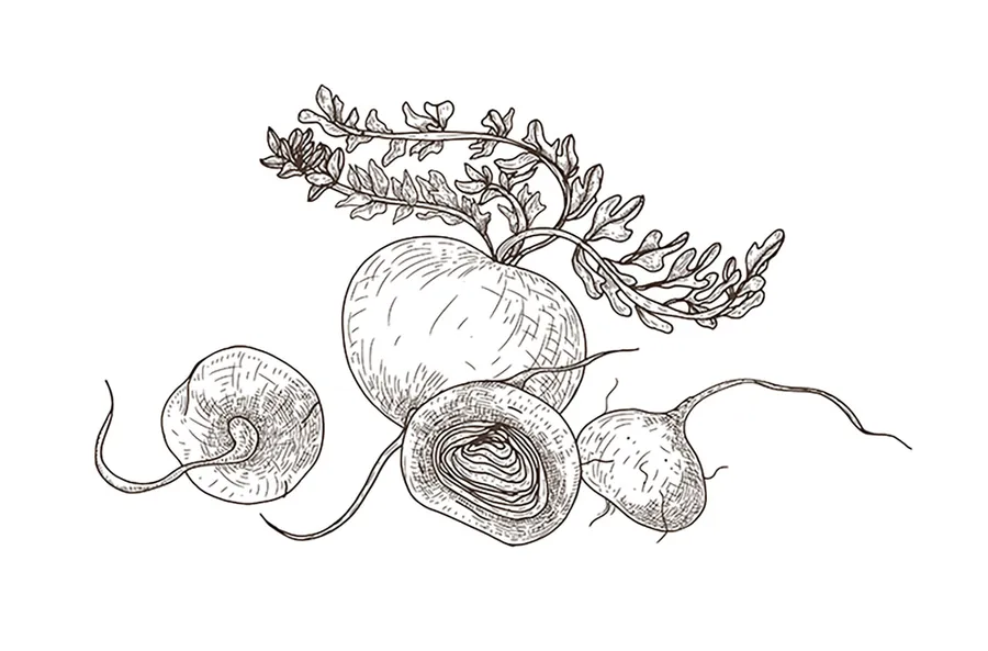 ブラックマカ効能