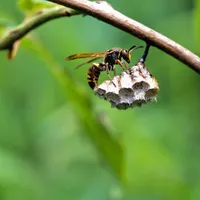 蜂に刺されたときの対処法を確認しましょう
