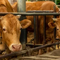 『狂牛病(牛海綿状脳症)とは何ですか?』狂牛病の原因、症状、治療法を解説