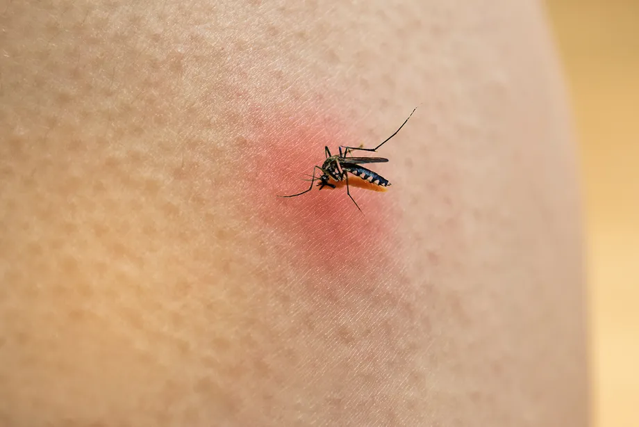 日本脳炎の症状、治療法、予防接種について